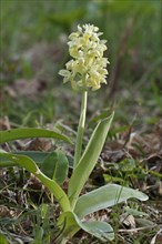 Pale-flowered Orchid (Orchis pallens)