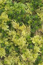 Haircap Moss or Hair Cap Moss (Polytrichum formosum) and Tamarisk Thuidium Moss (Thuidium tamariscinum)
