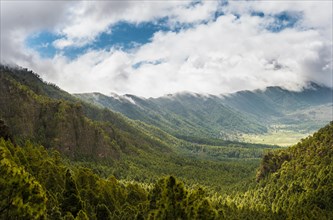 View across a valley covered with Canary Island Pines (Pinus canariensis)