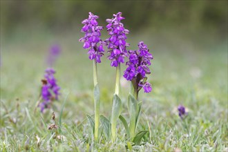 Green-winged Orchid or Green-veined Orchid (Orchis morio)