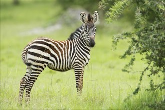 Plains zebra (Equus quagga)