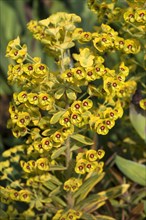 Martin's Spurge (Euphorbia martinii)
