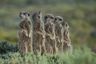 Group of Meerkats (Suricata suricatta)