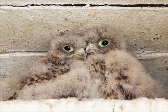 Young Kestrels (Falco tinnunculus) in nest box