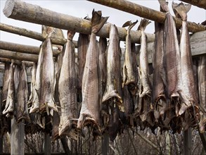 Stockfish are hung on a wooden frame to dry