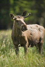 Eurasian Elk or Moose (Alces alces)