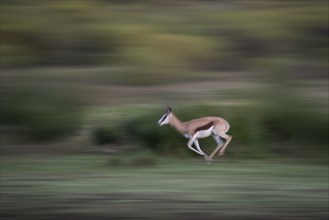 Running Springbok (Antidorcas marsupialis)