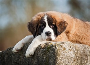 Saint Bernard puppy lying tired on a boulder