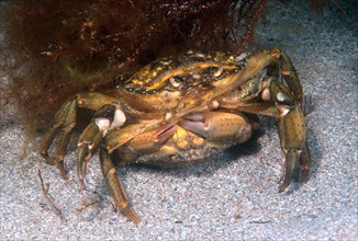Mediterranean Green Crab (Carcinus mediterraneus)