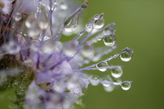 Dew drops on Scorpion-weed (Phacelia)