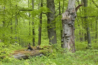 Dead Common Beech or European Beech (Fagus sylvatica) with True Tinder Polypore fungi (Fomes fomentarius)