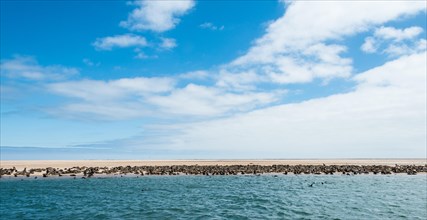 Colony of Brown Fur Seals or Cape Fur Seals (Arctocephalus pusillus) on a sandbank