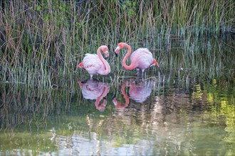 Pair of Greater Flamingos or American Flamingos (Phoenicopterus ruber)