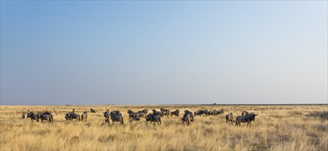 Wildebeest (Connochaetes taurinus)