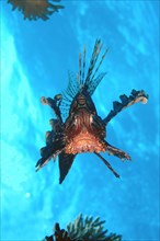 Red Lionfish (Pterois volitans)
