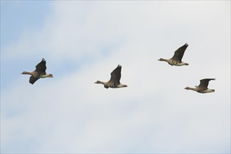Greater White-fronted Geese (Anser albifrons) in flight
