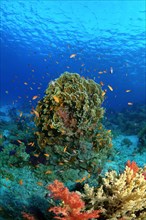 Coral reef in Ras Muhammad National Park
