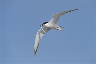 Common Tern (Sterna hirundo) in flight with fish in its beak