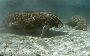 West Indian Manatees or Sea Cows (Trichechus manatus)
