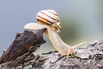 Snail (Helicidae) on dead wood
