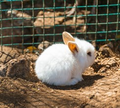 Young white rabbit in a cage