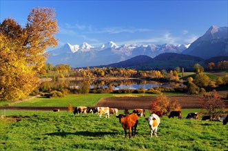 Cows in front of Uebeschisee Lake in autumn