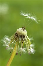 Dandelion clock (Taraxacum sect. Ruderalia)