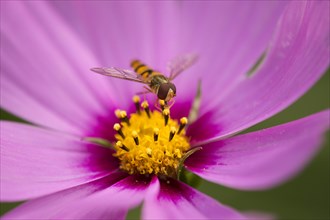 Hoverfly (Syrphidae) perched on the flower of a Purple Garden Cosmos (Cosmos bipinnatus