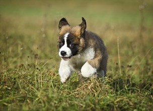 Saint Bernard puppy running across a meadow