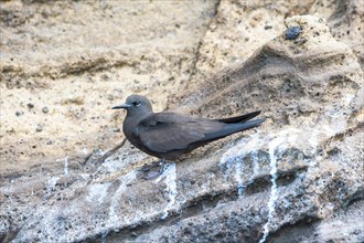 Galapagos Brown Noddy (Anous stolidus galapagensis)