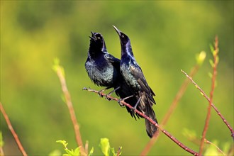 Two Boat-tailed Grackles (Quiscalus major)