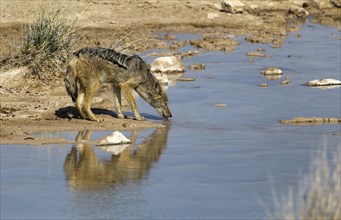 Black Backed Jackal (Canis mesomelas) drinking