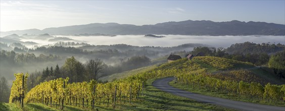 Vineyard in the morning mist