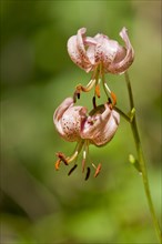Martagon Lily or Turk's Cap Lily (Lilium martagon)