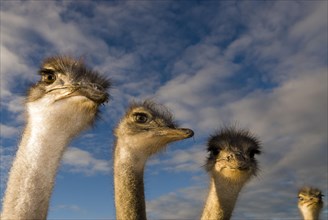 African Ostriches (Struthio camelus)