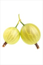 Gooseberries(Ribes uva-crispa)