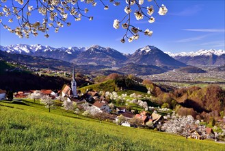 Tonscape of Fraxern with blooming cherry trees and views of the St. Gallen Rhine Valley