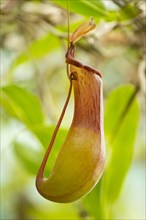 Pitchter plant hybrid (Nepenthes alata x ventricosa)