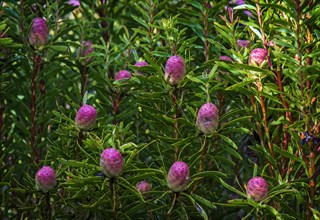 Protea or Sugarbush (Protea spp.)