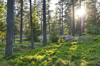 Pine forest