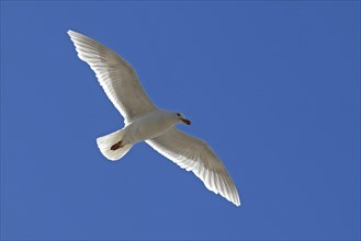 Glaucous Gull (Larus hyperboreus) in flight