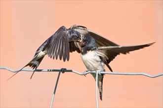 Barn Swallow (Hirundo rustica) feeding young bird