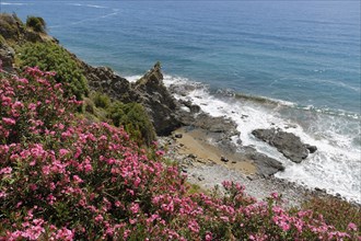 Flowering oleander (Nerium oleander) on the coast