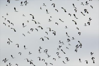 Northern Lapwings (Vanellus vanellus) in flight