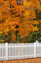 White picket fence and tree in autumn