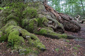 Old Pedunculate Oak or English Oak (Quercus robur)