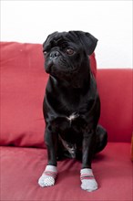 Black Pug with a injured paws on red sofa