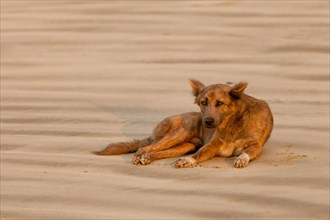 Feral dog lying on the beach