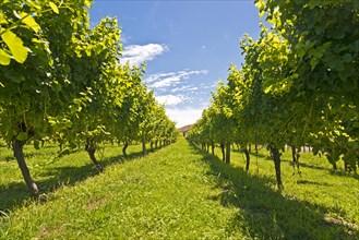 Vines in a vineyard near Gisborne