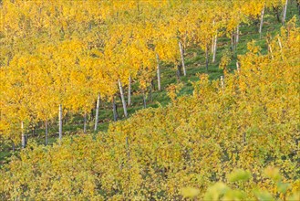 Autumnal vineyard in morning light